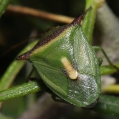 Cuspicona stenuella at Paddys River, ACT - 6 Jul 2022