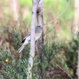 Pachycephala pectoralis at Chiltern, VIC - 3 Jul 2022 08:49 AM