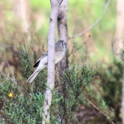 Pachycephala pectoralis (Golden Whistler) at Chiltern, VIC - 2 Jul 2022 by KylieWaldon