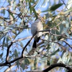 Pachycephala pectoralis at Chiltern, VIC - 3 Jul 2022