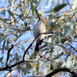 Pachycephala pectoralis at Chiltern, VIC - 3 Jul 2022 08:49 AM