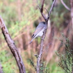 Pachycephala pectoralis at Chiltern, VIC - 3 Jul 2022 08:49 AM