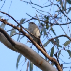 Pachycephala pectoralis at Chiltern, VIC - 3 Jul 2022 08:49 AM