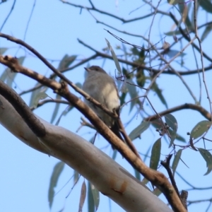 Pachycephala pectoralis at Chiltern, VIC - 3 Jul 2022