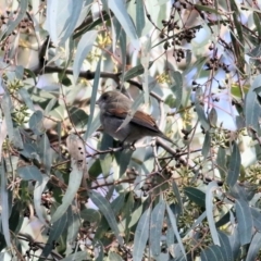 Pachycephala pectoralis at Chiltern, VIC - 3 Jul 2022