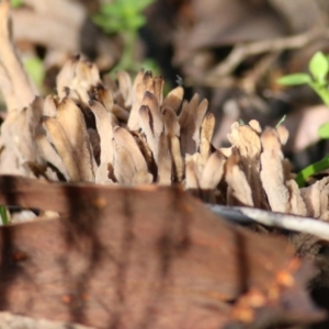 Clavulina sp. at Chiltern, VIC - 3 Jul 2022 09:57 AM