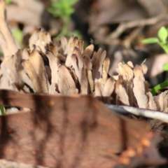 Unidentified Coralloid fungus, markedly branched (TBC) at Chiltern, VIC - 2 Jul 2022 by KylieWaldon