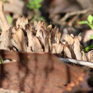 Unidentified Coralloid fungus, markedly branched (TBC) at suppressed by KylieWaldon