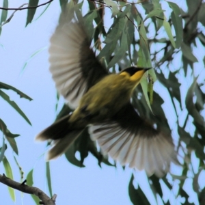 Lichenostomus melanops at Chiltern, VIC - 3 Jul 2022