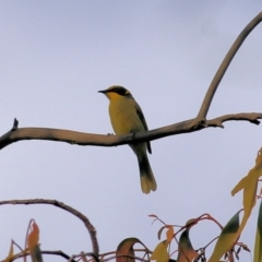 Lichenostomus melanops at Chiltern, VIC - 3 Jul 2022