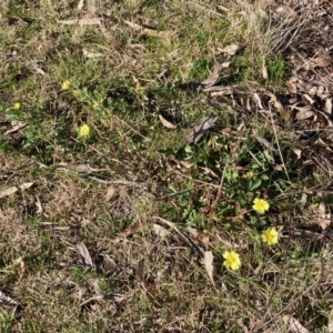 Potentilla recta at Hall, ACT - 9 Jul 2022