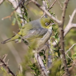 Zosterops lateralis at Chiltern, VIC - 3 Jul 2022