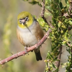 Zosterops lateralis at Chiltern, VIC - 3 Jul 2022 09:30 AM