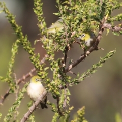 Zosterops lateralis at Chiltern, VIC - 3 Jul 2022