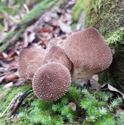Lycoperdon sp. (Puffball) at Wellington Park, TAS - 14 Apr 2022 by Detritivore