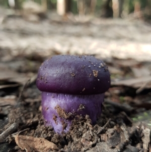 Cortinarius archeri s.l. at South Hobart, TAS - 14 Apr 2022