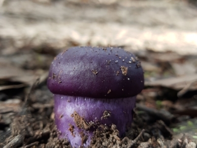 Cortinarius archeri s.l. (Emperor Cortinar) at South Hobart, TAS - 14 Apr 2022 by Detritivore