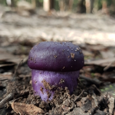Unidentified Cap on a stem; gills below cap [mushrooms or mushroom-like] at South Hobart, TAS - 14 Apr 2022 by Detritivore