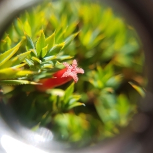 Styphelia humifusum at Dynnyrne, TAS - 23 Apr 2022