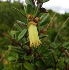 Correa backhouseana var. orbicularis (Round-leaf Correa) at Southwest National Park - 14 May 2022 by Detritivore