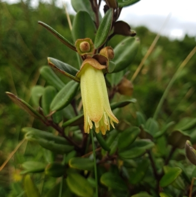 Correa backhouseana var. orbicularis (Round-leaf Correa) at Recherche, TAS - 14 May 2022 by Detritivore