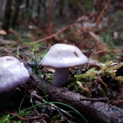 Unidentified Cap on a stem; gills below cap [mushrooms or mushroom-like] at Recherche, TAS - 14 May 2022 by Detritivore