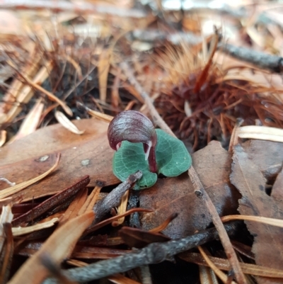 Corybas aconitiflorus (Spurred Helmet Orchid) at Recherche, TAS - 14 May 2022 by Detritivore