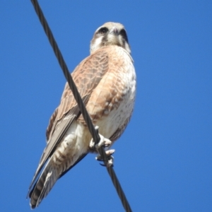 Falco berigora at Stromlo, ACT - 9 Jul 2022 11:15 AM