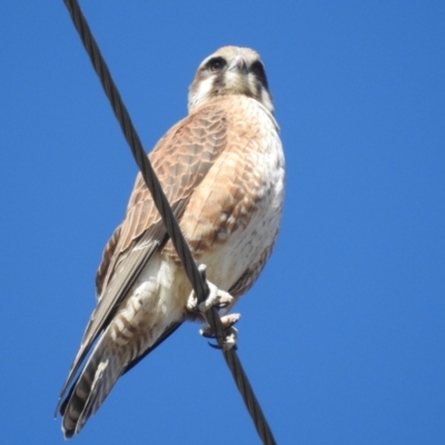 Falco berigora (Brown Falcon) at Lions Youth Haven - Westwood Farm A.C.T. - 9 Jul 2022 by HelenCross