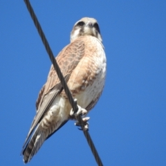Falco berigora (Brown Falcon) at Stromlo, ACT - 9 Jul 2022 by HelenCross