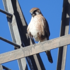 Falco berigora at Stromlo, ACT - 9 Jul 2022 11:15 AM