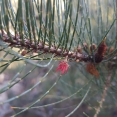 Allocasuarina monilifera (Necklace Sheoak) at Geilston Bay, TAS - 19 May 2022 by Detritivore