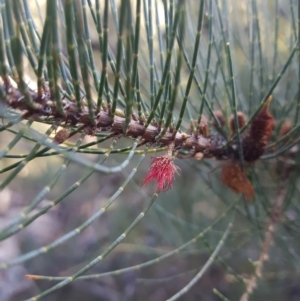 Allocasuarina monilifera at Geilston Bay, TAS - 19 May 2022 01:59 PM