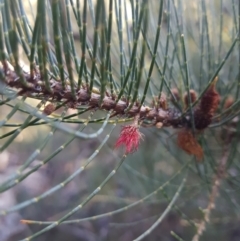 Unidentified Other Tree (TBC) at Geilston Bay, TAS - 19 May 2022 by Detritivore