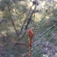 Allocasuarina monilifera at Geilston Bay, TAS - 19 May 2022 01:59 PM