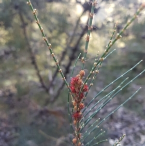 Allocasuarina monilifera at Geilston Bay, TAS - 19 May 2022 01:59 PM