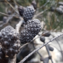 Allocasuarina monilifera at Geilston Bay, TAS - 19 May 2022 01:59 PM