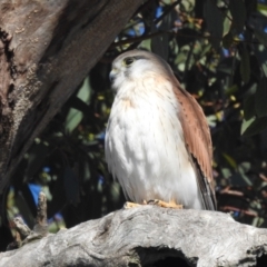 Falco cenchroides (Nankeen Kestrel) at Lions Youth Haven - Westwood Farm A.C.T. - 9 Jul 2022 by HelenCross