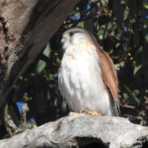 Falco cenchroides at Stromlo, ACT - 9 Jul 2022