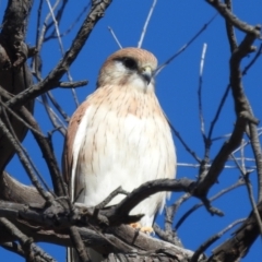 Falco cenchroides at Stromlo, ACT - 9 Jul 2022