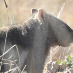 Vombatus ursinus at Kambah, ACT - 9 Jul 2022 11:28 AM