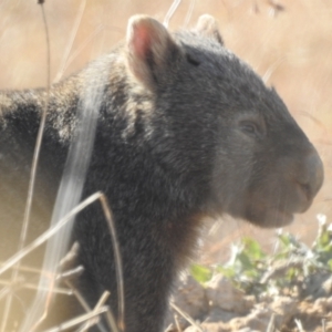 Vombatus ursinus at Kambah, ACT - 9 Jul 2022 11:28 AM