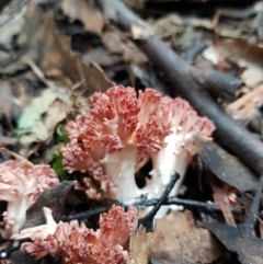 Unidentified Coralloid fungus, markedly branched (TBC) at Wellington Park, TAS - 14 Apr 2022 by Detritivore