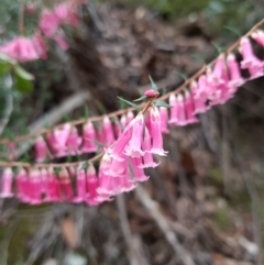 Epacris impressa (Common Heath) at South Hobart, TAS - 14 Apr 2022 by Detritivore