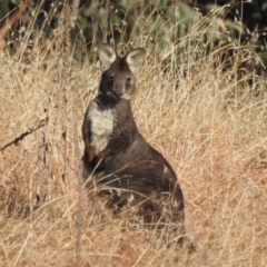 Osphranter robustus robustus (Eastern Wallaroo) at Paddys River, ACT - 9 Jul 2022 by HelenCross