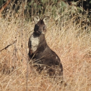 Osphranter robustus robustus at Paddys River, ACT - 9 Jul 2022 09:31 AM