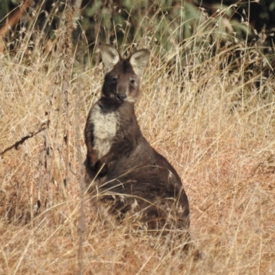 Osphranter robustus (Wallaroo) at Paddys River, ACT - 8 Jul 2022 by HelenCross