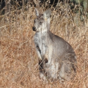 Osphranter robustus robustus at Paddys River, ACT - 9 Jul 2022 09:31 AM