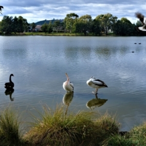 Pelecanus conspicillatus at Gungahlin, ACT - 9 Jul 2022