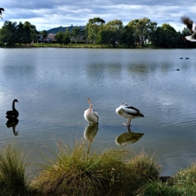 Pelecanus conspicillatus (Australian Pelican) at Gungahlin, ACT - 9 Jul 2022 by TrishGungahlin